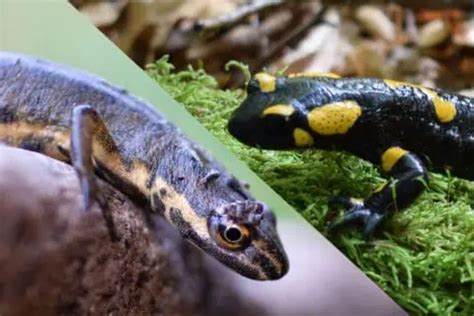 Must Know Salamander Facts About These Amphibians