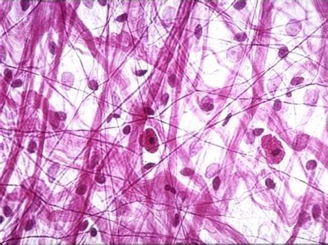 Areolar (loose) connective tissue Diagram | Quizlet