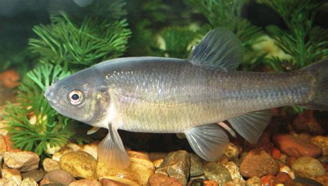 Fathead minnow - Wikipedia