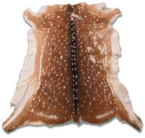 Axis Deer Skin Second Grade Axis Deer Hide Size 38 X30 Chital Deer