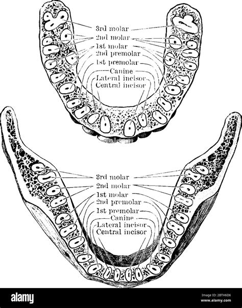 Upper Lower Jaws Stock Vector Images Alamy