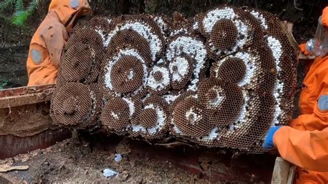 Asian Giant Hornet Nestmurder Hornets Removalwasp Nest Removingvespa Mandarinia Youtube