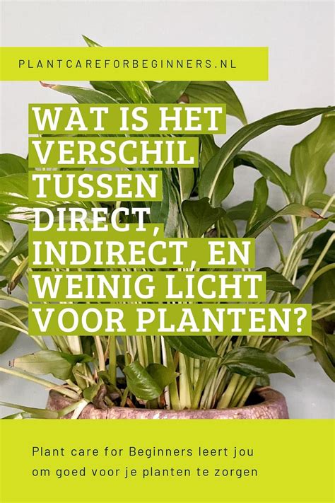 De Meeste Plantenverzorgingsgidsen Noemen Termen Als Direct Zonlicht