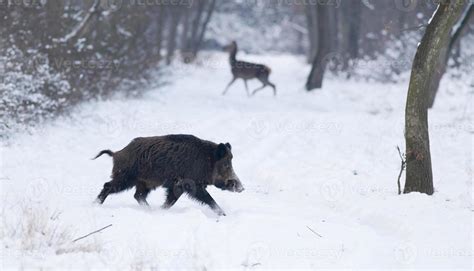 Wild animals on snow 1388072 Stock Photo at Vecteezy