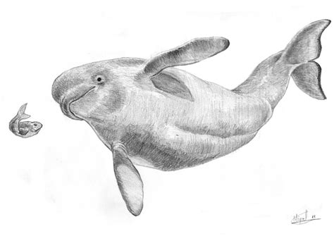 Beluga Whale Sketch at PaintingValley.com | Explore collection of ...