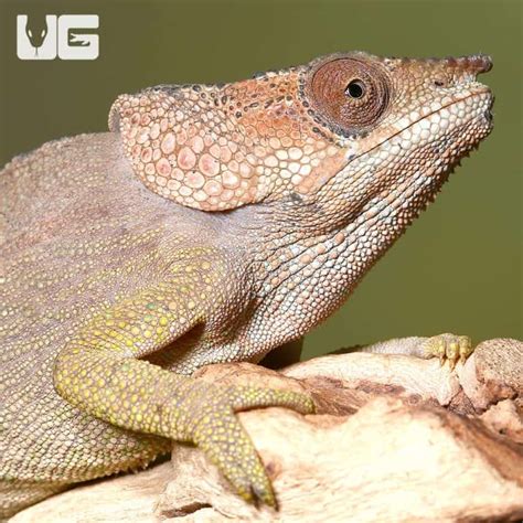 Short Horned Chameleons For Sale - Underground Reptiles