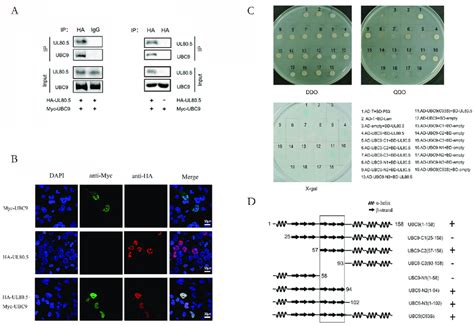 UL80 5 Interacts And Co Localizes With UBC9 A HEK293T Cells Were