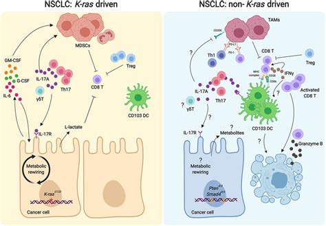 Comparison Of Th17il17a Axis In The Tumor Microenvironments Of