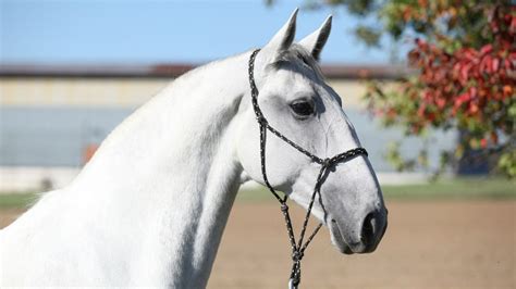 Gypsy Vanner Horse Breed Profile: History, Traits, Facts, Stats & FAQs