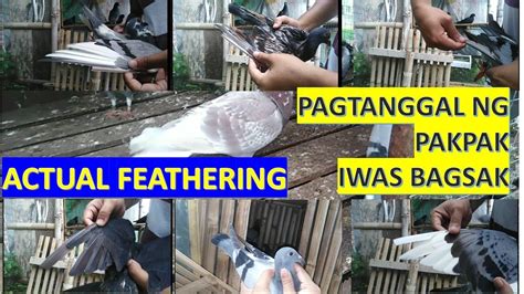 Actual Feathering For Pigeon Binunot Ko Na Ang Pakpak Ng Kalapati