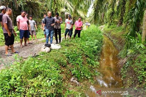 Warga Nagan Raya Ditemukan Meninggal Dunia Di Parit Kebun Kelapa Sawit