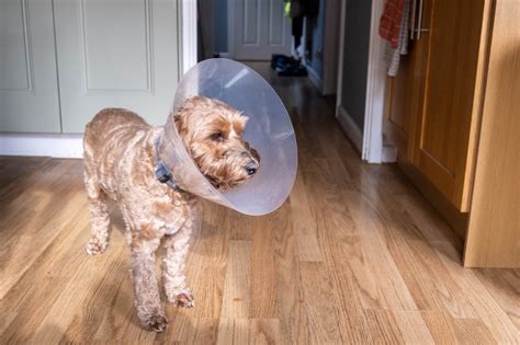 What Is The Cone Around A Dogs Neck For