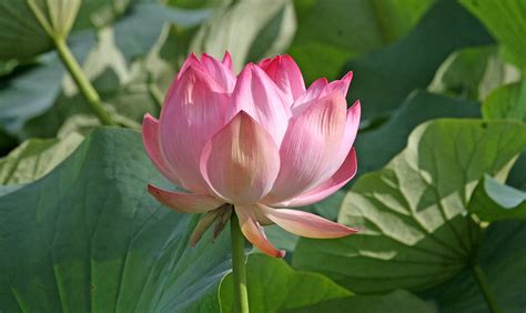 Lotus Blooms In Dal Lake Rediff India News