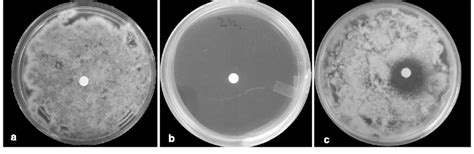 Representative Fungal Growth On Agar Plates Exposed To Either