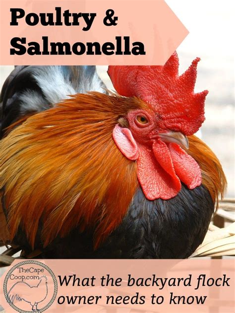 Backyard Poultry & Salmonella - The Cape Coop