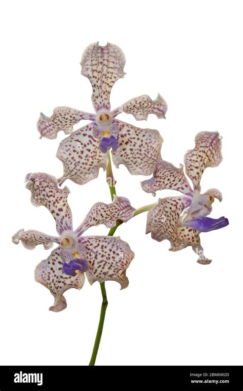 Vanda Tricolour Orchid Cut Out Stock Photo Alamy