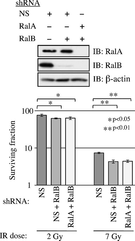 Figure 2 From The Ras Related Small Gtpases Rala And Ralb Regulate