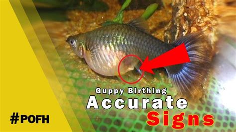 3 Absolute Signs Your Female Guppy Is About To Give Birth Youtube