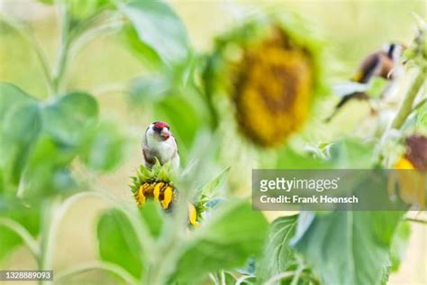 Goldfinch Sunflower Photos And Premium High Res Pictures Getty Images