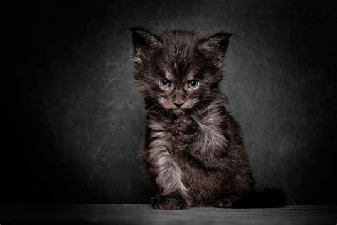 Обои фон, котёнок, мордочка на рабочий стол