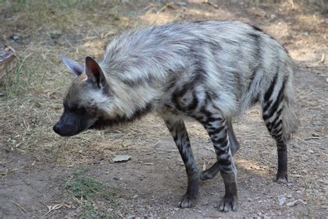 Definitive Guide To Striped Hyena Facts, Habitat, Conservation Status, Zoo Populations, Pictures ...