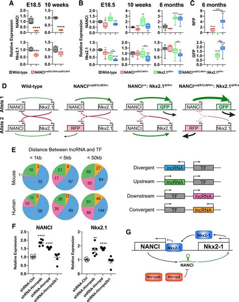 The NANCINkx2 1 Gene Duplex Buffers Nkx2 1 Expression To Maintain Lung