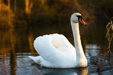 Cygne Oiseau Nature Photo Gratuite Sur Pixabay