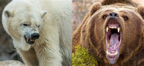 Polar Bear vs Grizzly bear: Who Wins Based on the Science?