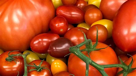 The Dna Tricks That Gave Us 100 Different Kinds Of Tomatoes Cold