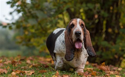 Basset Hound Conheça Tudo Sobre Essa Raça De Cachorro Patas Da Casa