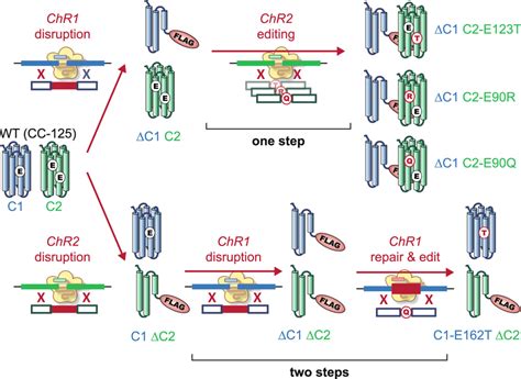 Two Approaches For Deletion And Target Specific Point Mutation In ChR