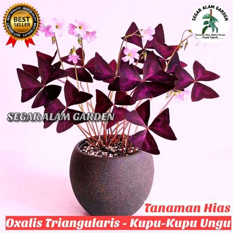 Jual Tanaman Hias Oxalis Triangularis Kupu Kupu Ungu Shopee Indonesia