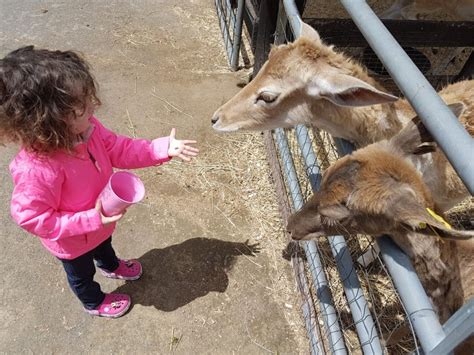 The 7 Best Petting Farms & Zoos near DC | Petting zoo near me, Zoo ...