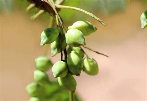 Kakadu Plum - The Australian Superfood Co