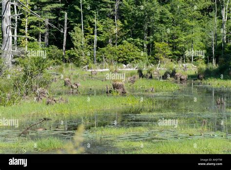 Elbe Feuchtgebiete Fotos Und Bildmaterial In Hoher Aufl Sung Alamy