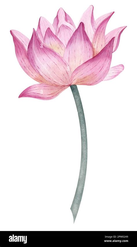 Lotus Plant Drawing