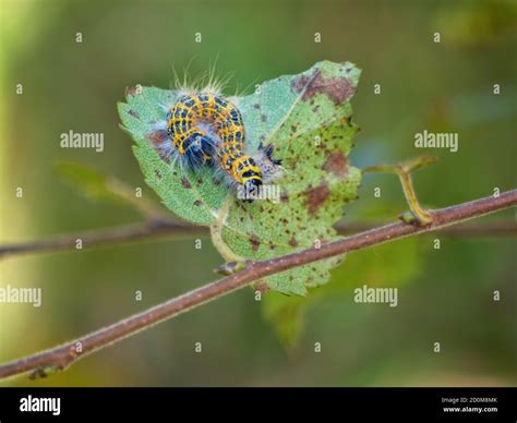 Green Caterpillar Uk Hi Res Stock Photography And Images Alamy