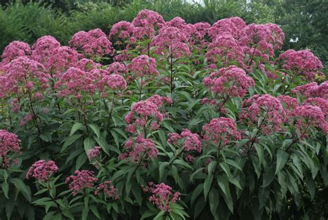 Eupatorium Maculatum Riesenschirm Koninginnekruid Koninginnenkruid