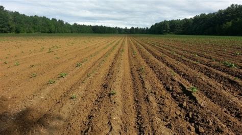 Seed Sowing Methods, Types of Sowing in Agriculture | Agri Farming