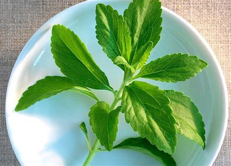 Exploring The Health Benefits Of Stevia What You Need To Know Askmeall