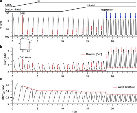 DADs induced by Ca 2 overload during 1 Hz pacing under β adrenergic