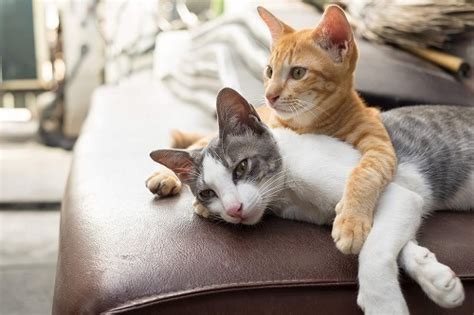 オス猫とメス猫はこんなに違う！オスとメスの性格や病気の特徴とは Starthome