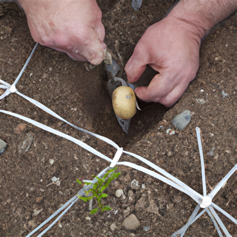 When To Plant Potatoes Victoria Plantopiahub Your Ultimate Destination For Plant Lovers