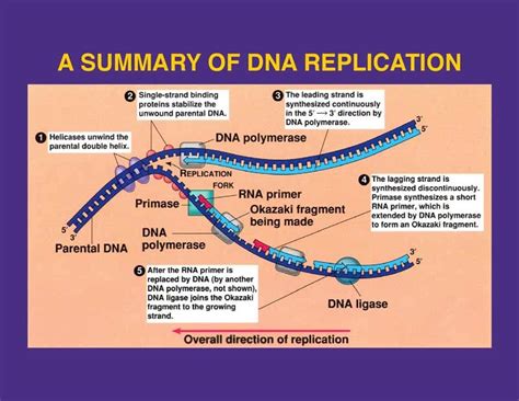 Dna Replication Bubble With Enzymes