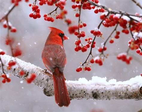 Red Cardinal Meaning: Spiritual Symbolism When You See a Red Cardinal ...