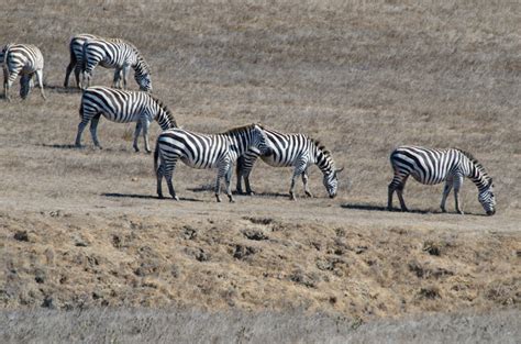 Lions and Tigers and....Seals and Zebras