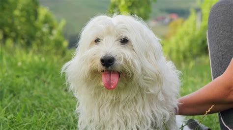 Coton De Tulear Dog Breed Guide: Facts, Health & Care