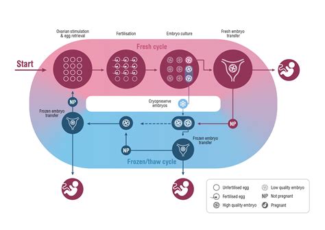 Assisted Reproductive Technology In Australia And New Zealand