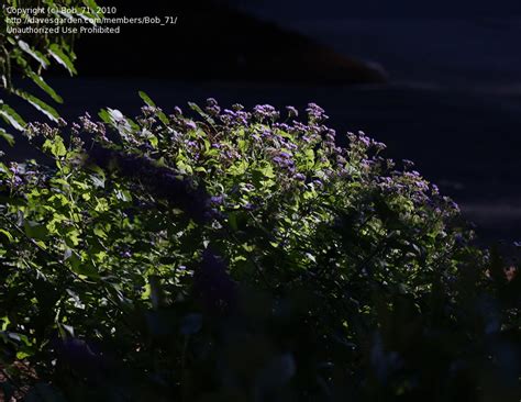 PlantFiles Pictures Conoclinium Species Blue Mistflower Hardy