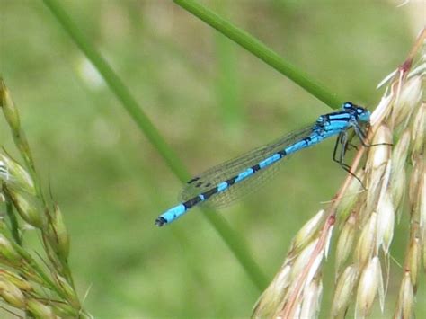 Common Blue Damselfly - Enellagma cyathigerum, species information page